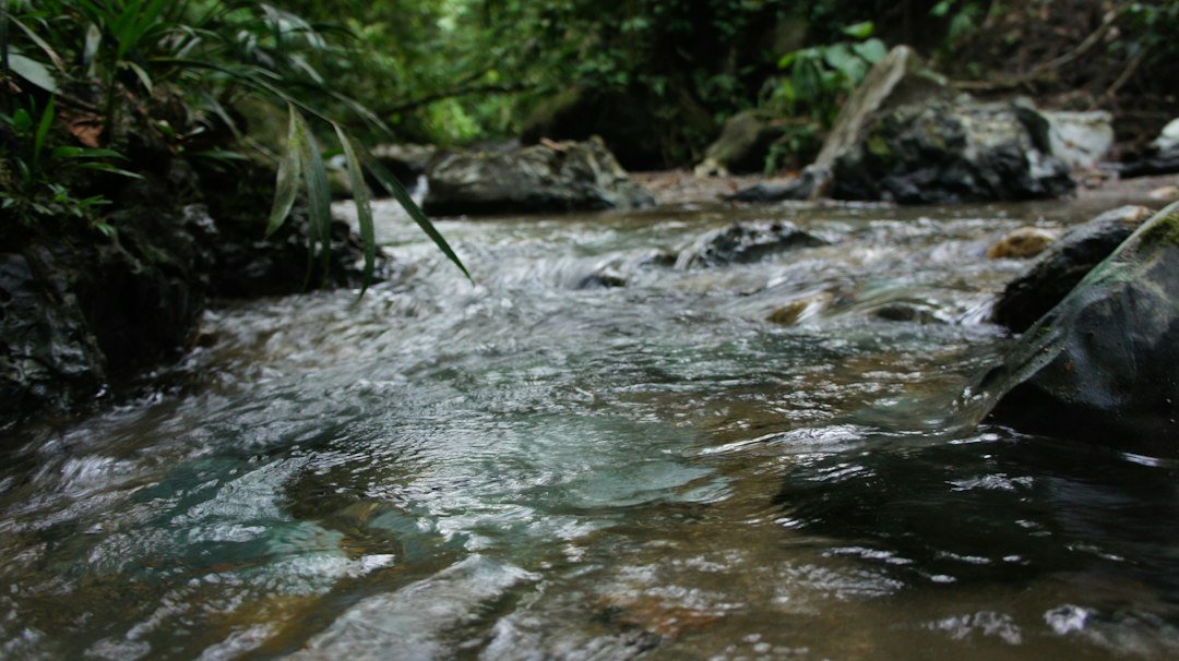 Curso de agua rodeado de bosque tropical, imagen de referencia sobre territorio y ambiente